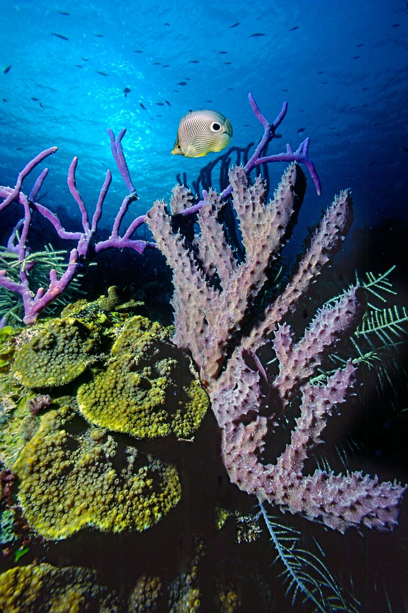 photographs caribbean