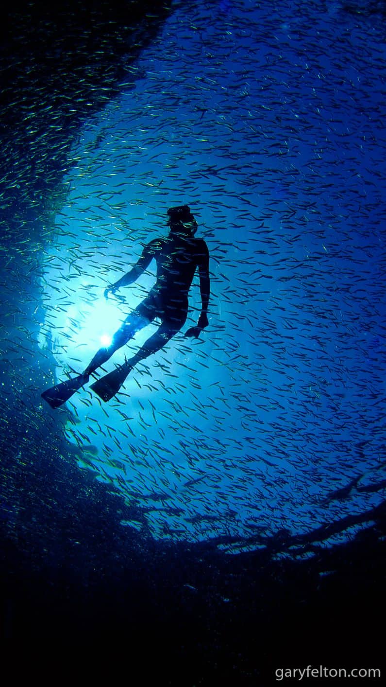 Snorkeler school of fish blue water