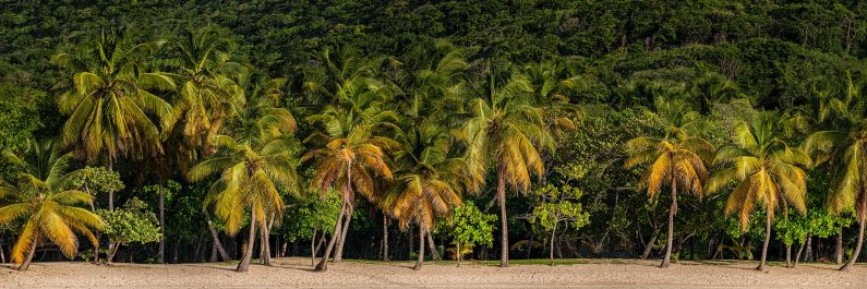 Panorama of a palm lined beach