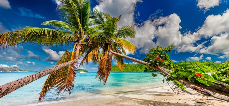 Palm trees on the beach