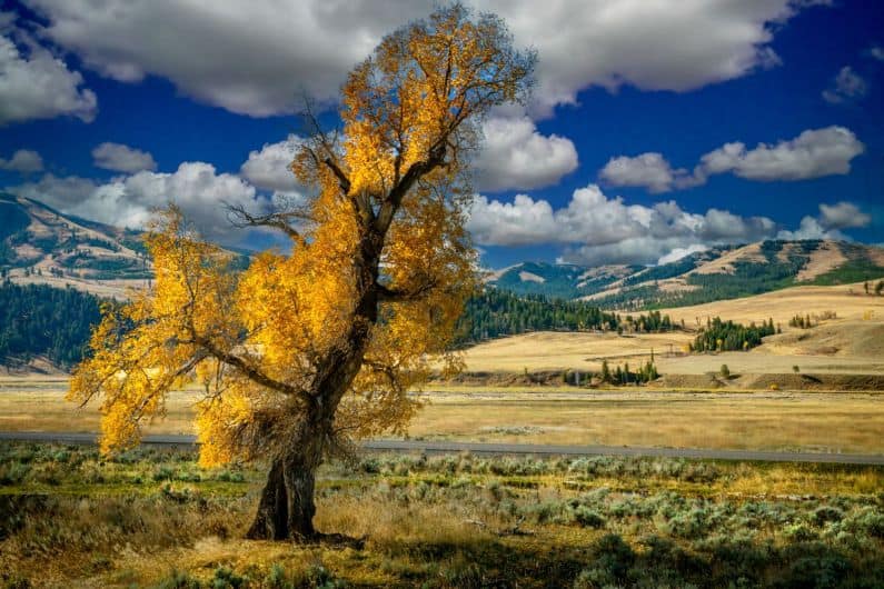 autumn in Lamar Valley, Yellowstone