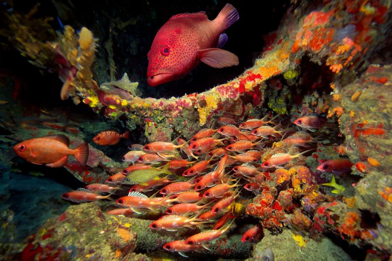 Underwater tropical wall art