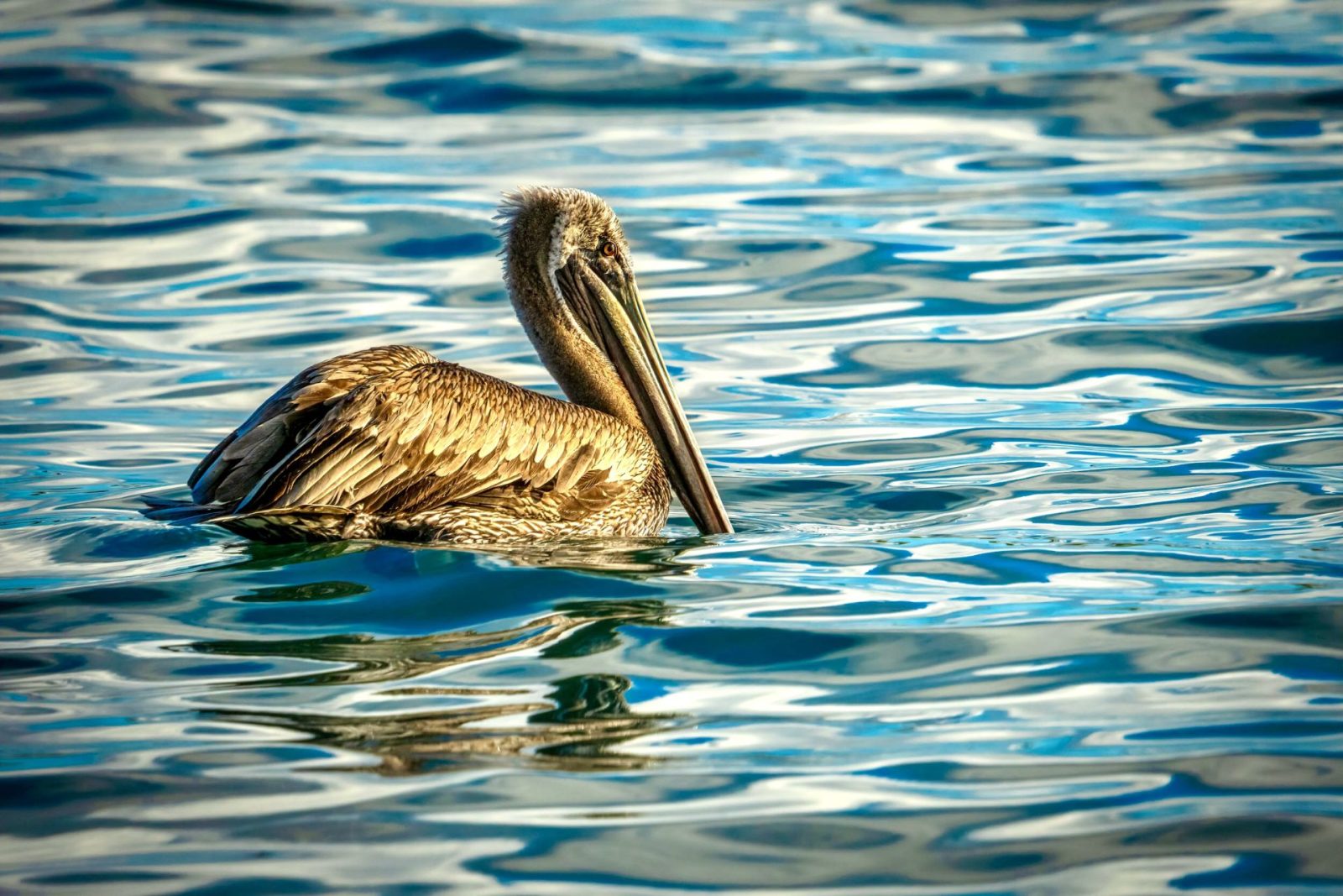 living aboard a small boat 6 Pelican photopgraph