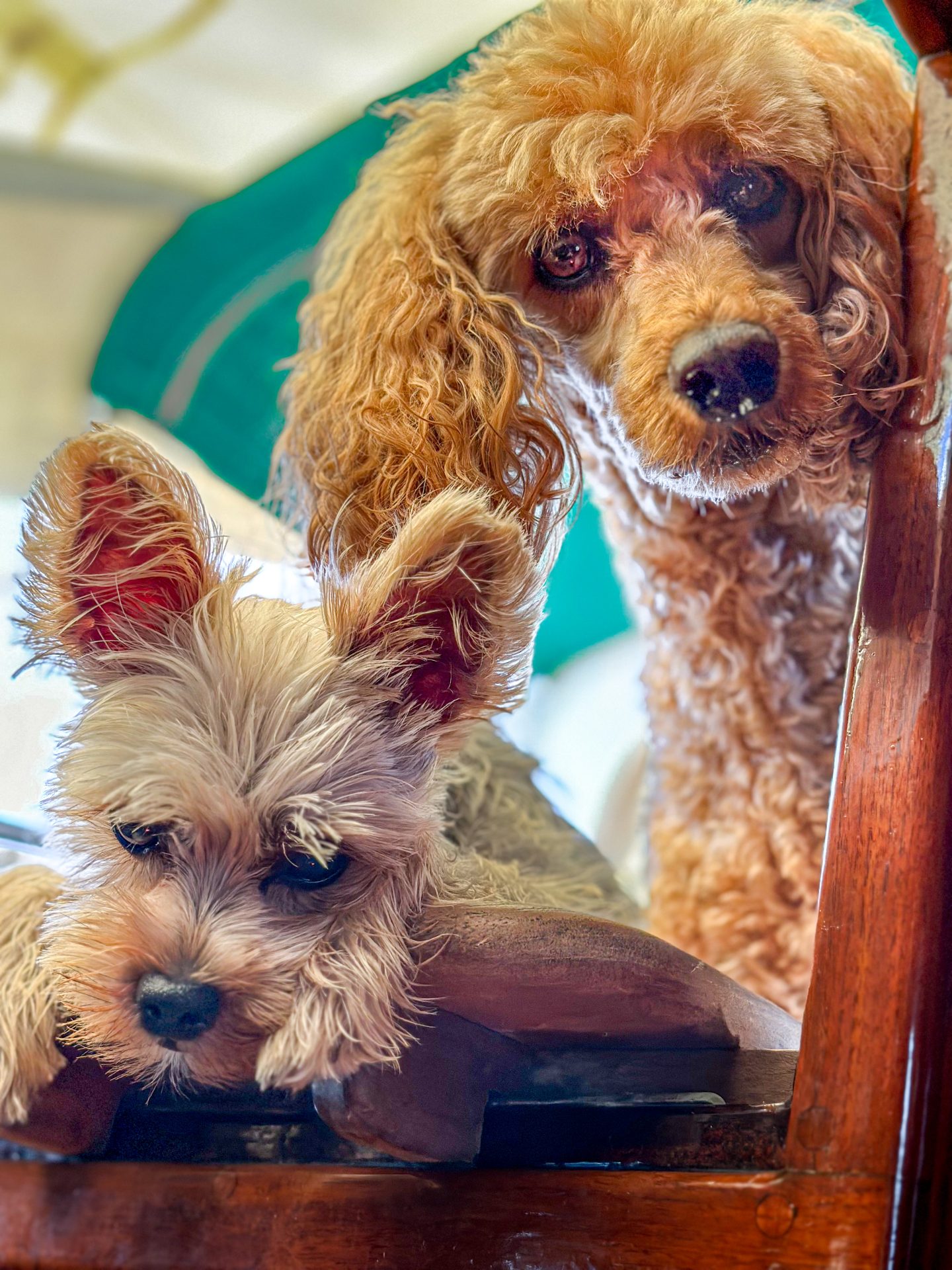 living aboard a small boat 5 Dogs undersail